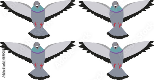 Four identical illustrations of a grey pigeon with outstretched wings, viewed from the front, against a white background.