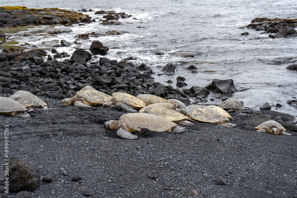Obraz premium Sea Turtles Resting on Black Sand Beach Along Rocky Coastline