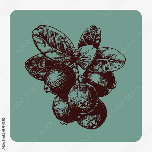 Hand-Drawn Cranberry Branch with Berries and Leaves
