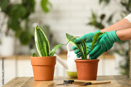 Female hands transplanting ...