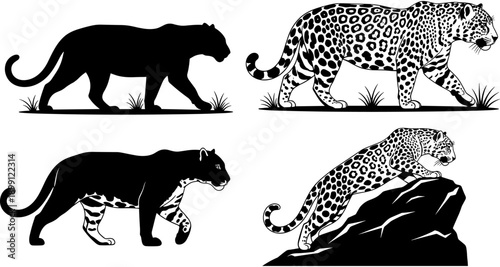 Black jaguar silhouette and leopard with spotted pattern illustrations set, wild predatory cat walking and climbing on rocks vector art