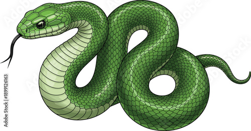 Collection of Realistic Snake Illustrations Featuring Green Pit Viper and Red Banded King Snake Patterns Isolated on White Background for Wildlife Education and Biological Research