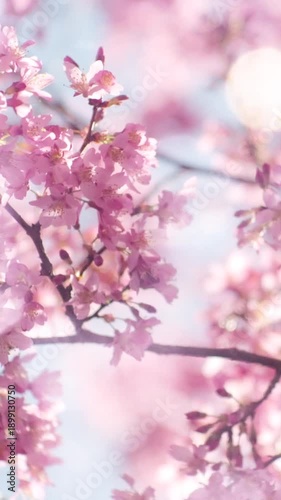 春・風に揺れるピンクの満開の桜の花　キラキラ輝く太陽の日差しと丸ボケ　美しいレンズフレアとゴースト　日本の季節・四季の背景　入学・卒業・新生活・希望・はじまり・花見のイメージ