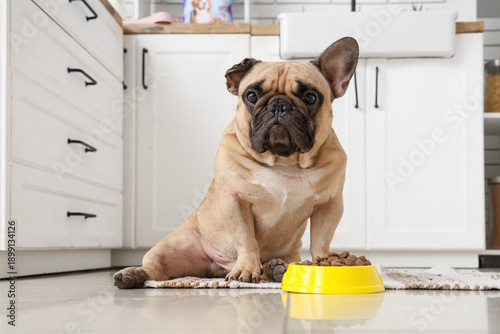 Cute French bulldog sitting...
