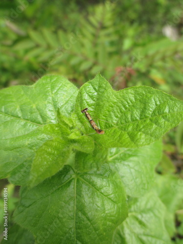 Insects that land on green leaves