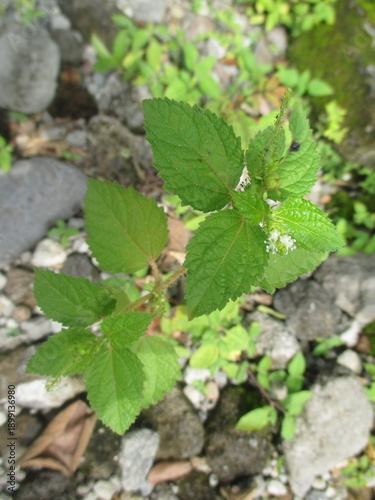one of the weeds that grows in the garden