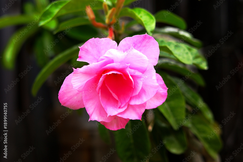 Fototapeta premium Closeup of blooming pink adenium flower