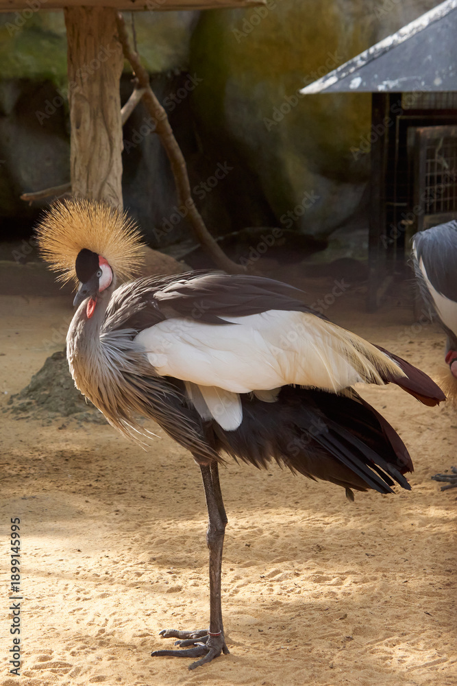 Naklejka premium adult grey crowned crane with golden crest standing on one leg on sandy surface in zoo, bird with stiff yellow feathers and grey plumage, soft focus with copy space