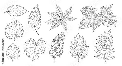 Set of hand-drawn tropical leaves including monstera and various palms in detailed monochrome line art for exotic botanical themes and summer designs.