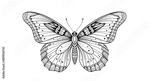 Ornate hand-drawn illustration of a beautiful butterfly featuring intricate decorative patterns on its symmetrical open wings.
