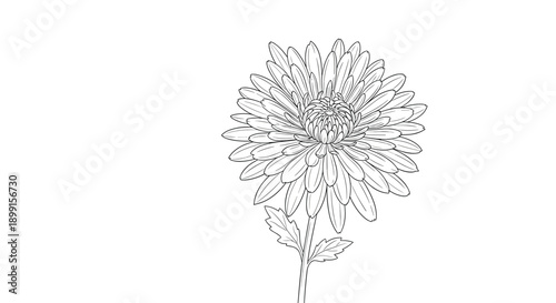 Highly detailed black and white line art sketch of a single chrysanthemum bloom with numerous delicate petals on a slender stem.