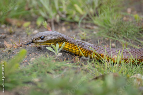 Mainland Tiger Snake (Notechis scutatus), Rowes Lagoon, NSW, October 2025