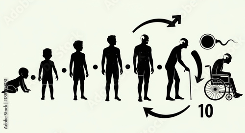 Human life cycle stages from birth to old age and death.