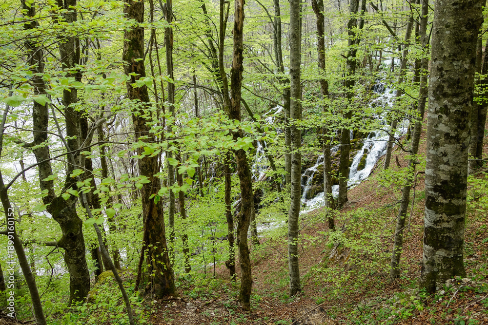 Obraz premium green forest in spring at Plitvice Lakes National Park, in Croatia