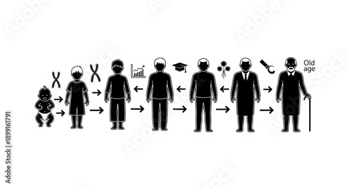 Human life cycle stages from infancy to old age.