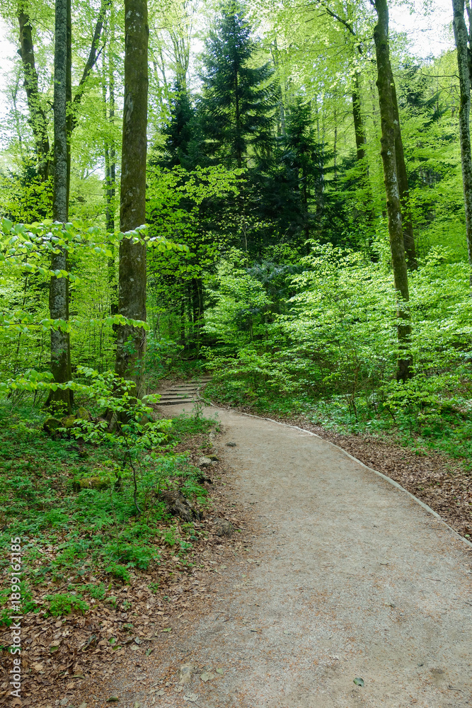 Obraz premium green forest in spring at Plitvice Lakes National Park, in Croatia