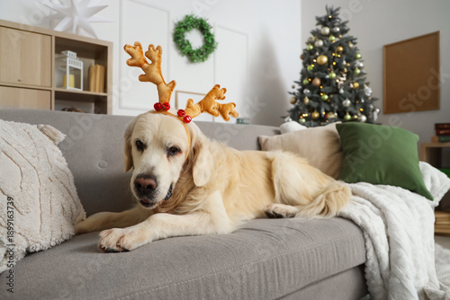 Cute Labrador dog in reinde...
