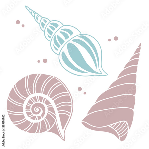 Collection of seashell illustrations