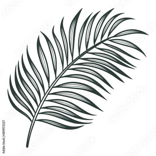 Palm leaf illustration