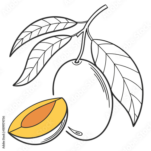 Illustration of an apricot with leaves