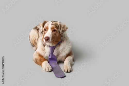 Adorable Australian Shepher...