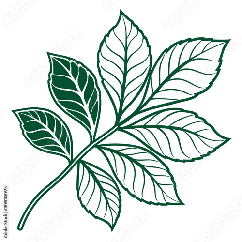 Green leaf illustration
