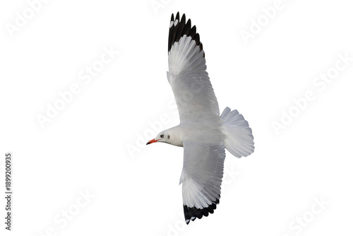 Beautiful seagull flying isolated on transparent background.	