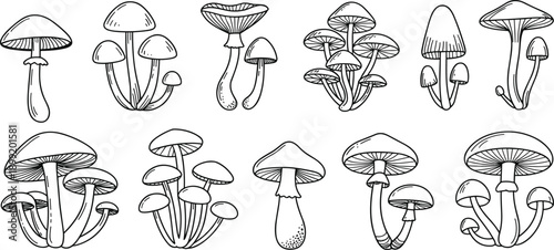 Hand drawn mushroom line art set with various fungus species for forest nature illustrations botanical coloring pages and autumn design projects