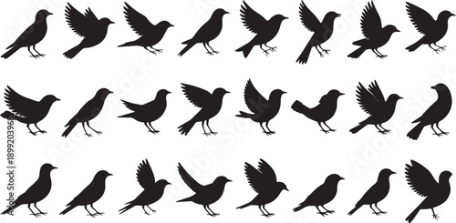 Collection of Black Bird Silhouettes in Various Poses