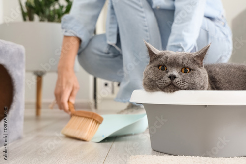 Fotografi Cute British Shorthair cat in litter box and owner at home, closeup