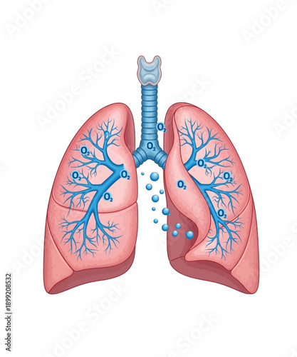 Detailed anatomical illustration showcasing the human respiratory system with oxygen exchange occurring within the bronchial tree structures on white background