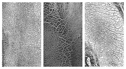 Set of Three Vector Grunge Cracked Textures Distressed Background Overlays