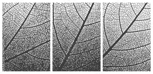 Photos Black and white vector leaf vein structure triptych with distressed grunge halft