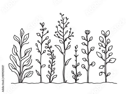 Dhaincha Is Great For Green Manure