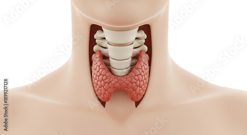 Detailed illustration of the human thyroid gland and surrounding anatomy.