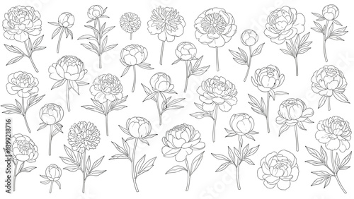 Large set of beautiful peony flowers and buds illustrated in a delicate dashed line art style, perfect for creating elegant and romantic botanical designs.