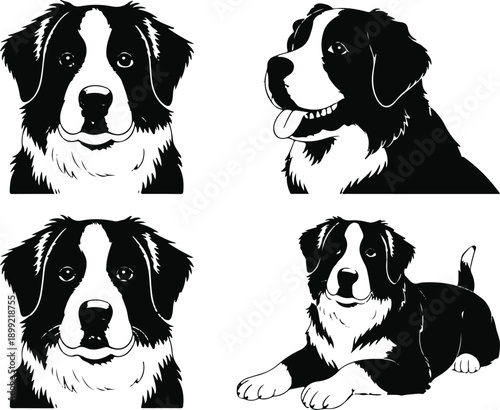 Bernese mountain dog portrait collection with various poses and angles for pet lover graphic designs