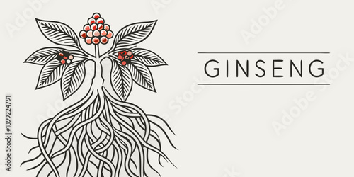 Detailed illustration of a ginseng plant with vibrant red berries and roots