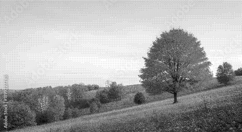 A serene landscape with a solitary tree standing on a grassy hill surrounded by trees in the distance viewed from a slight elevation
