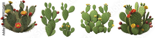Set of prickly pear cactus with colorful flowers and fruit isolated on white background