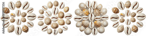 Foto Set of natural cowrie shells arranged in circular patterns isolated on white bac