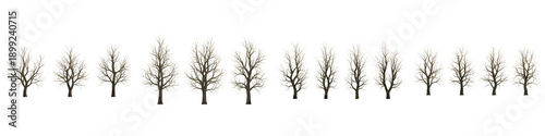 Vászonkép Collection of bare deciduous trees without leaves isolated on white background f