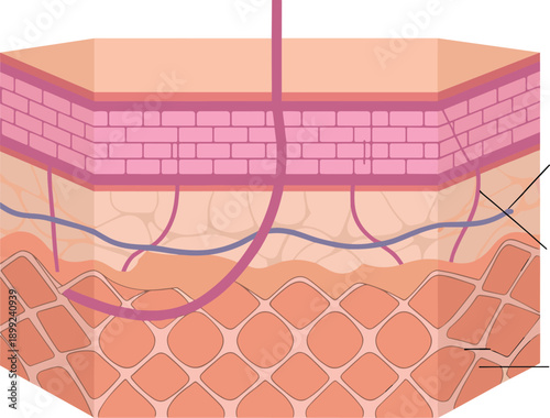 Medical vector illustration of human skin cross section showing suture thread penetrating epidermis, dermis, and subcutaneous fat tissue layers