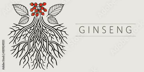 Detailed illustration of ginseng plant roots leaves and vibrant red berries