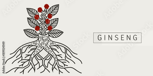 Detailed illustration of a ginseng plant with vibrant red berries and intricate roots