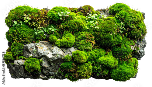 Lush green moss and small plants thrive on a rocky surface against a solid black backdrop