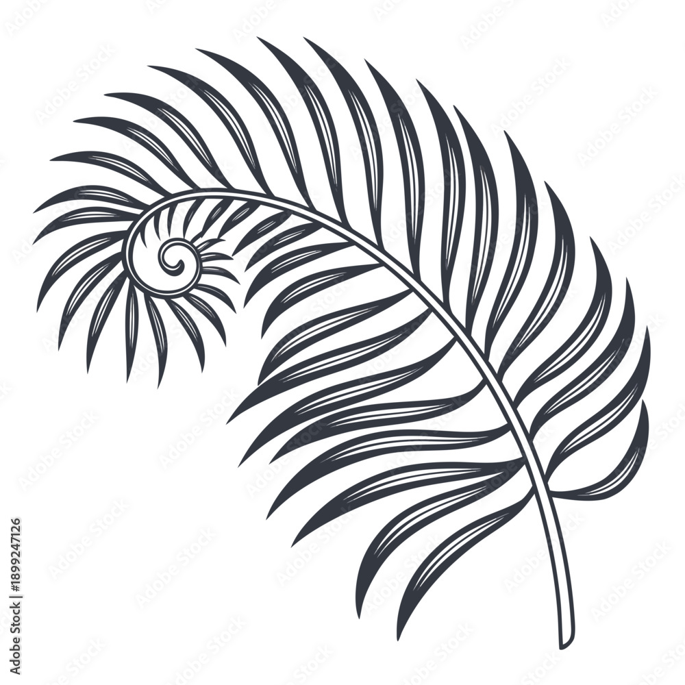 Obraz premium A detailed illustration of a single palm leaf with intricate vein patterns.