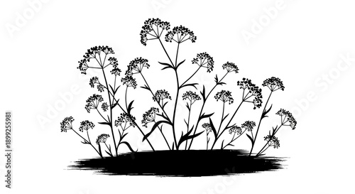 A detailed black and white illustration of a cluster of flowering plants with delicate umbel-shaped flower heads and thin stems, set against a white background.
