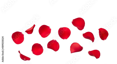 Scattered red rose petals on black background red petals