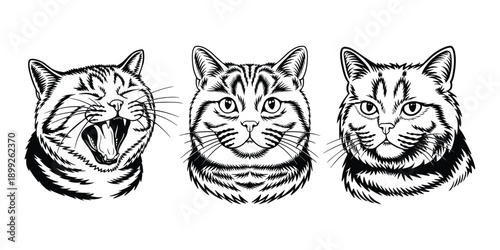 British Shorthair cat head illustration set, black and white line art